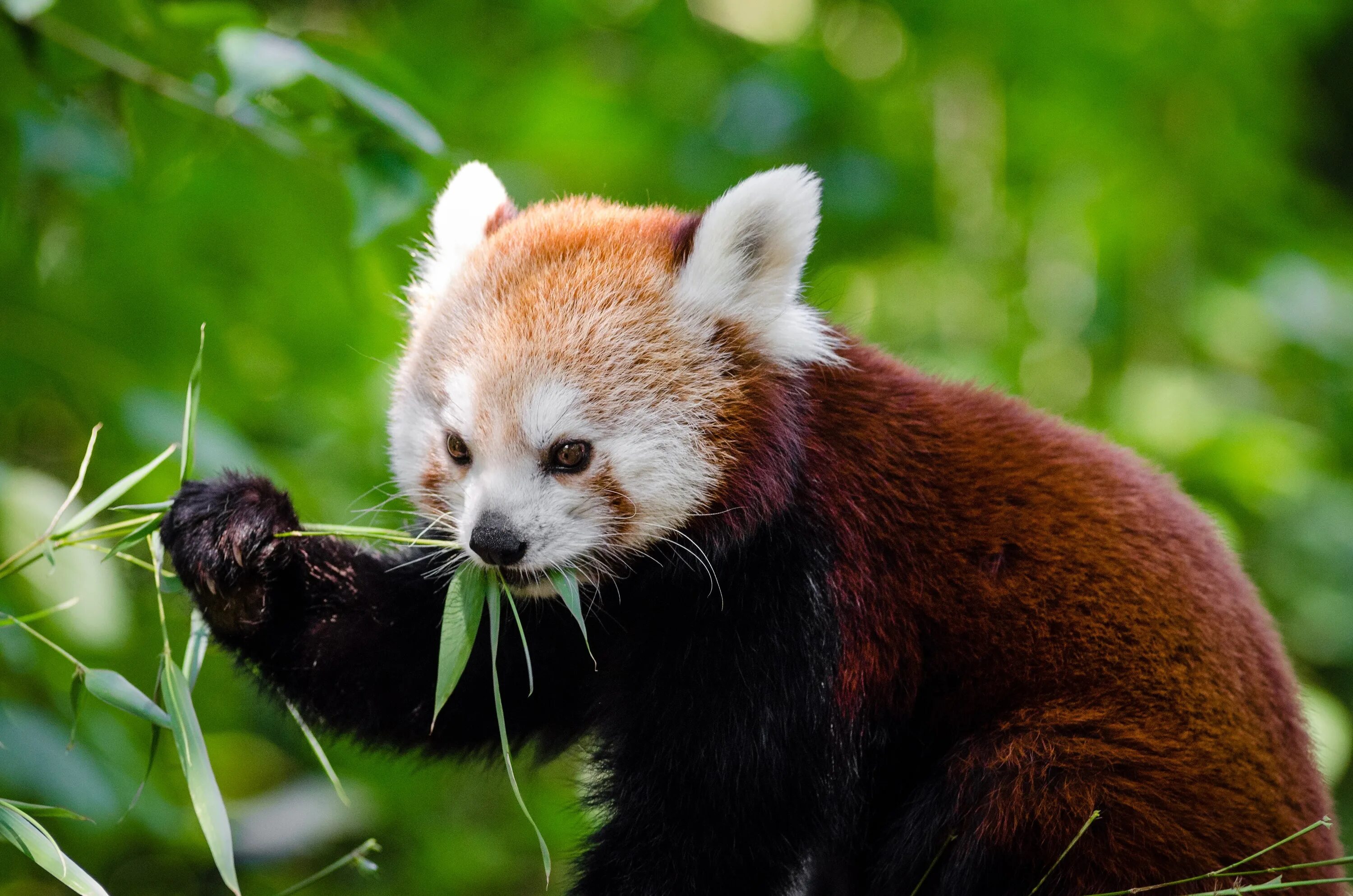 Pandas endangered