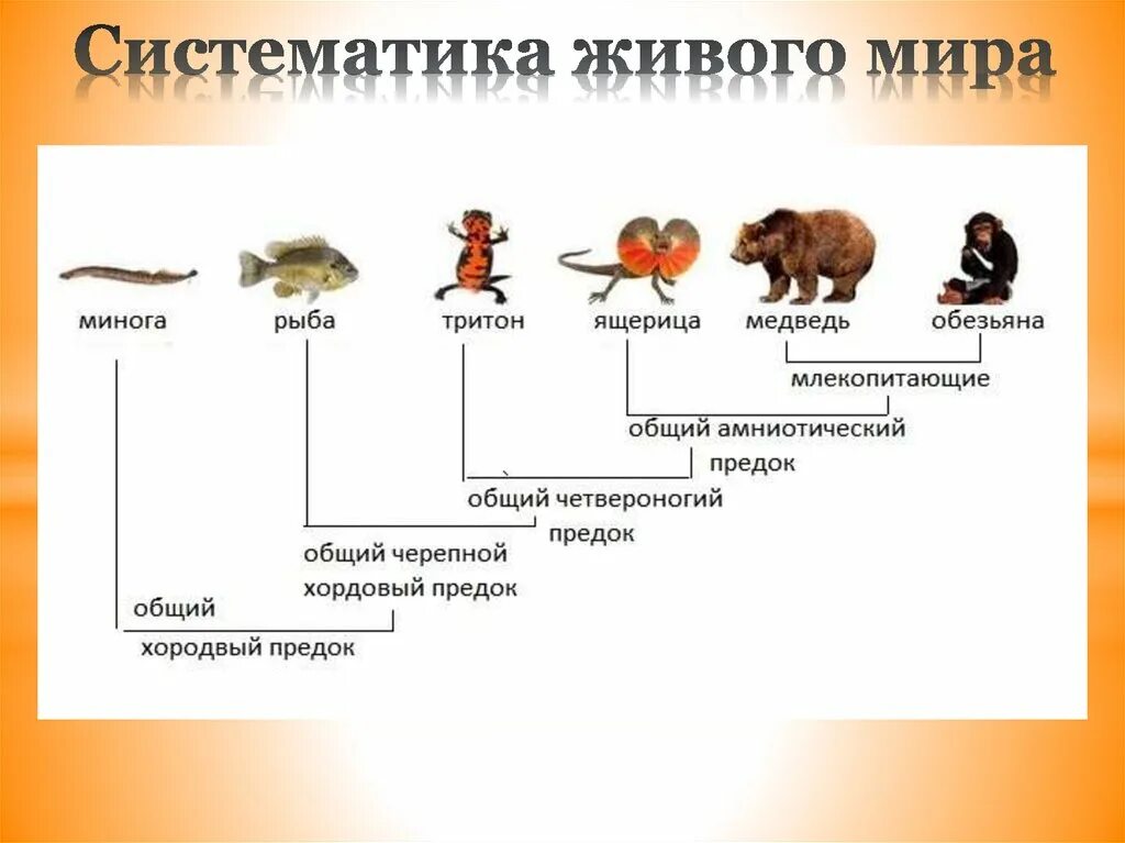 Систематика. Систематика живых организмов. Живой мир систематика. Систематическая группа живых организмов