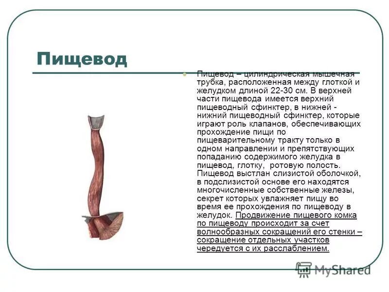 Презентация на тему пищевод. Пищевод это мышечная трубка. Пищевод. Пищеварительные ферменты пищевода. Пищевод это мышечная трубка.