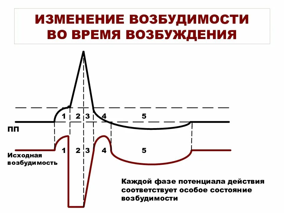 Как называется процесс возбуждения