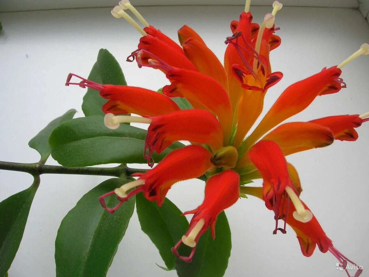 эсхинантус жар птица. эсхинантус великолепный (aeschynanthus speciosus). жар цветок. жар цветок. эсхинантус скальный.