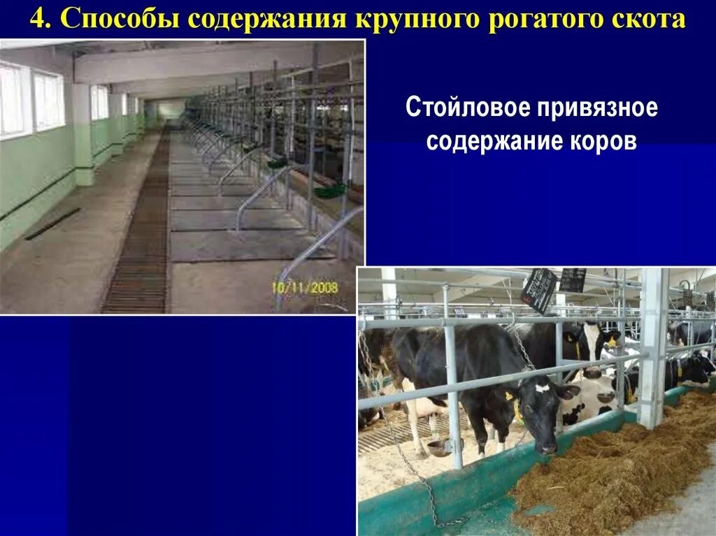 Стойлово пастбищная система КРС. Ферма для мясных пород КРС. Стойлово Лагерное содержание КРС. Стойловое привязное содержание коров.