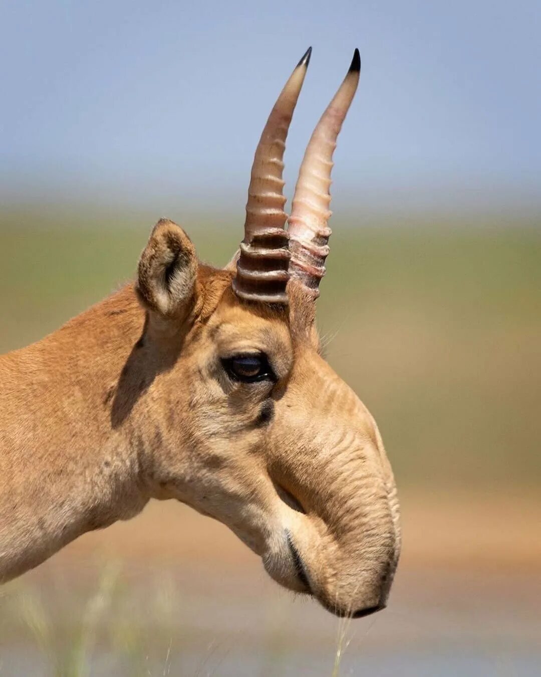 Парнокопытные животные. Сайгак самка. Антилопа смешная. Одомашненное парнокопытное со смешным носом. Копыта антилопы импала.