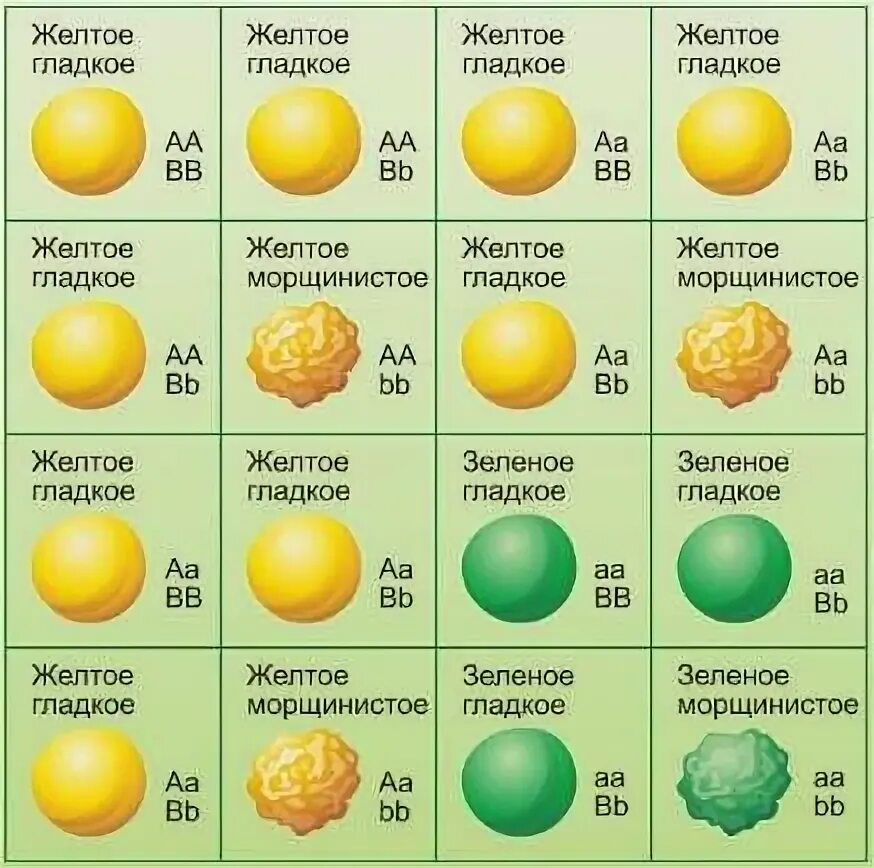 Желтый гладкий горох скрестили. Решетка Пеннета 3 закон Менделя. Схема дигибридного скрещивания по Менделю. Решетка Пеннета для дигибридного скрещивания. Схема дигибридного скрещивания гороха.