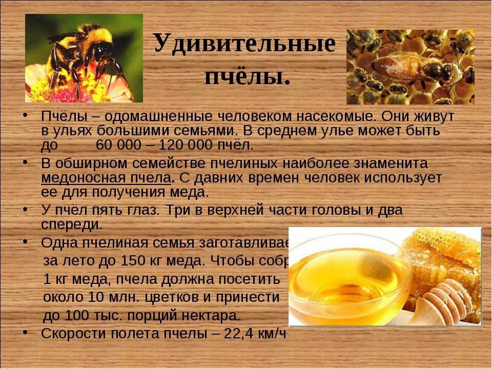 Интересное сообщение о пчелах осах и шмелях. Интересные сведения о шмелях. Информация о пчелах осах и шмелях. Перепончатокрылые характеристика. Рассказ о шмеле.