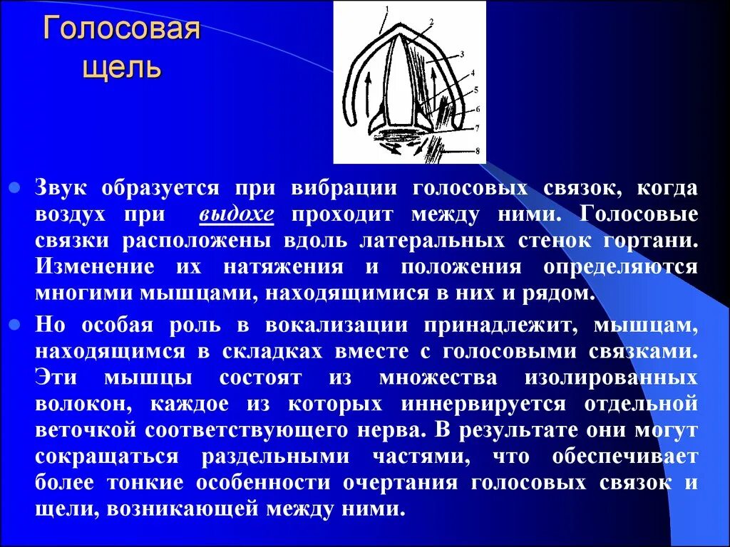 Мышца изменяющая напряжение голосовых связок