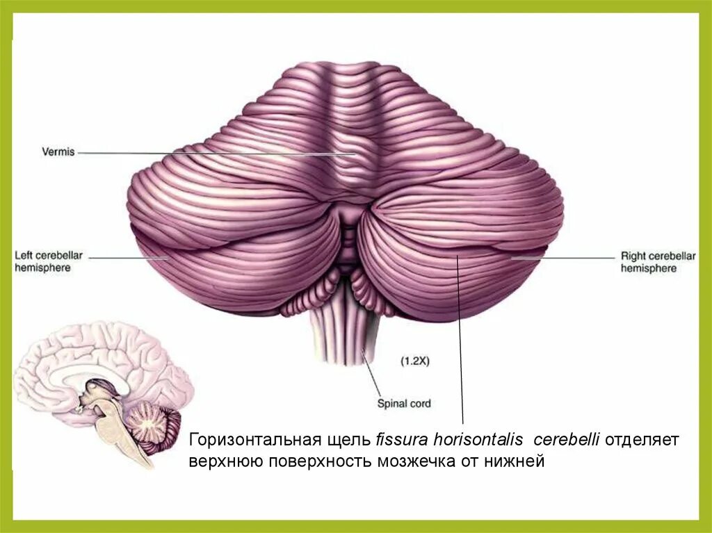 Строение мозжечка анатомия. Строение мозга мозжечок. Глубокая горизонтальная щель мозжечка. Мозжечок и продолговатый мозг анатомия. В задний мозг входит мозжечок