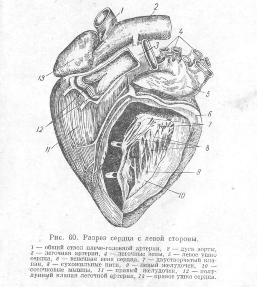 Срез сердца человека. Рис 41 строение сердца. Сердце в разрезе. Сердце в разрезе анатомия. Схема внутреннего строения сердца.
