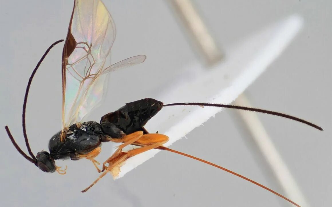 летающее жало. летающие насекомые с жалом. наездники перепончатокрылые насекомые. летающее насекомое похожее на муравья. уховертка насекомое с крыльями.
