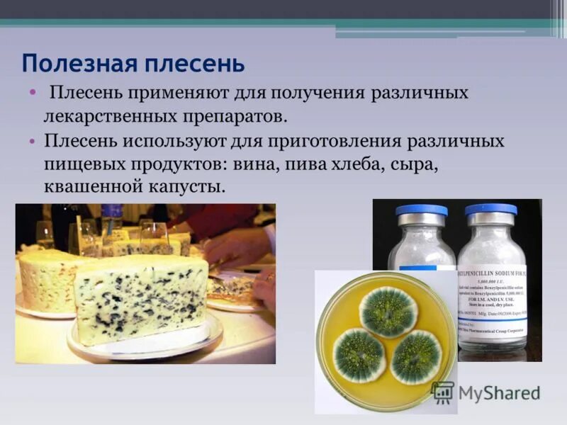 чем полезна плесень для человека. как плесневые грибы используются человеком. какую роль играют плесневые грибы в пищевой промышленности.