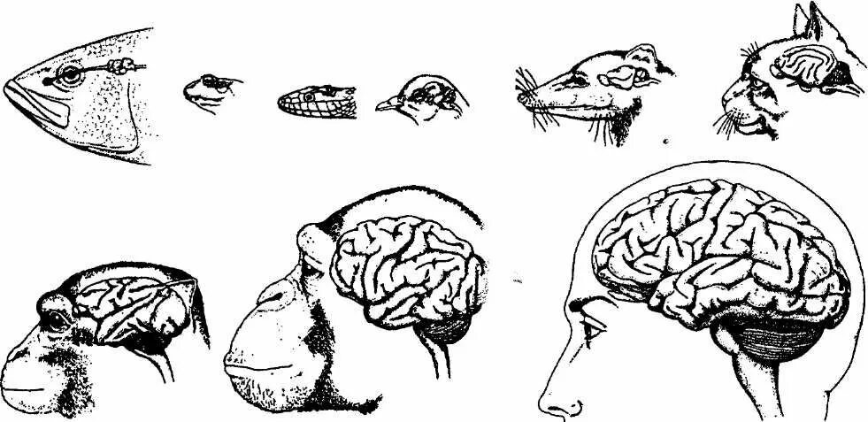 Филогенез мозга. Филогенез головного мозга. Филогенез мозга человека. Филогенез мозга животных. Цефализация нервной системы это.