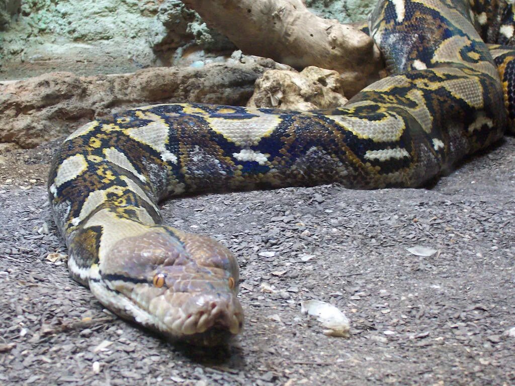 Snakes are longer. Сетчатый питон 7.5 метров. Сетчатый питон 10 метров. Сетчатый питон - 12,2 м. Удав сетчатый питон.