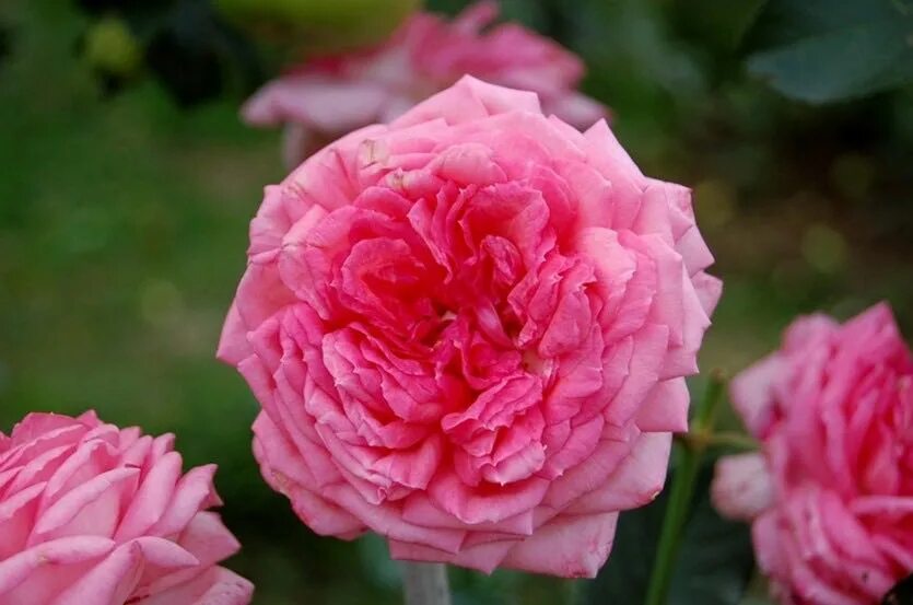 Роза ла вилла кота. Роза флорибунда мари кюри. Роза молинард энциклопедия роз. Роза ля роз дез априсионист. Роза розе де молинард.