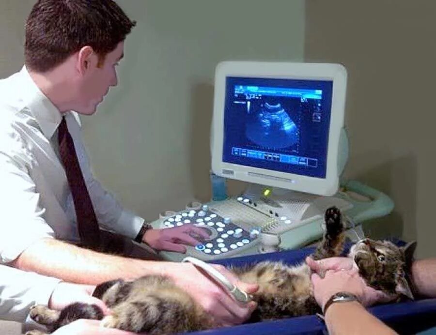 Исследования на животных. Эхокардиография животных. Узи сердца животным. Ультразвуковое исследование животных. Исследования на животных.