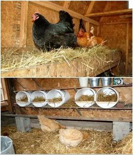 Насест для кур фото