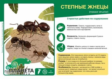 Кормить муравей