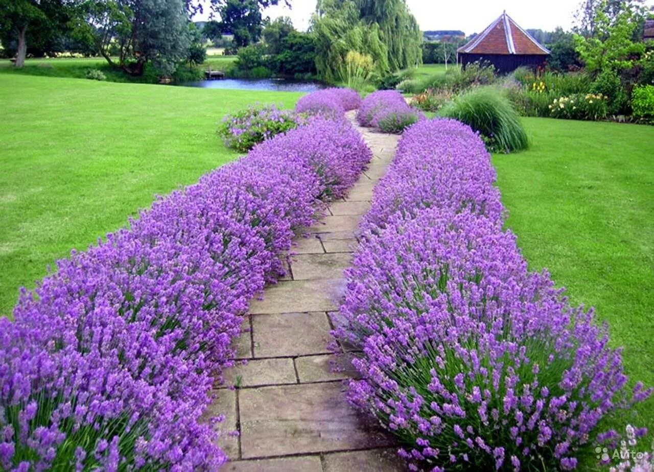 Лаванда узколистная Hidcote. Лаванда узколистная Munstead. Лаванда Hidcote Blue. Лаванда узколистная "Hidcote" Хидкот. Низкорослые многолетники для бордюра