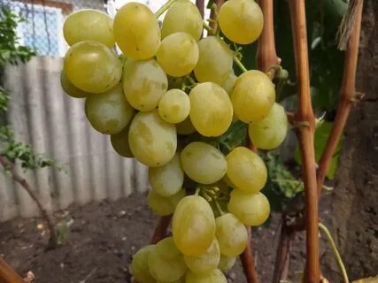 Виноград сорт русбол отзывы