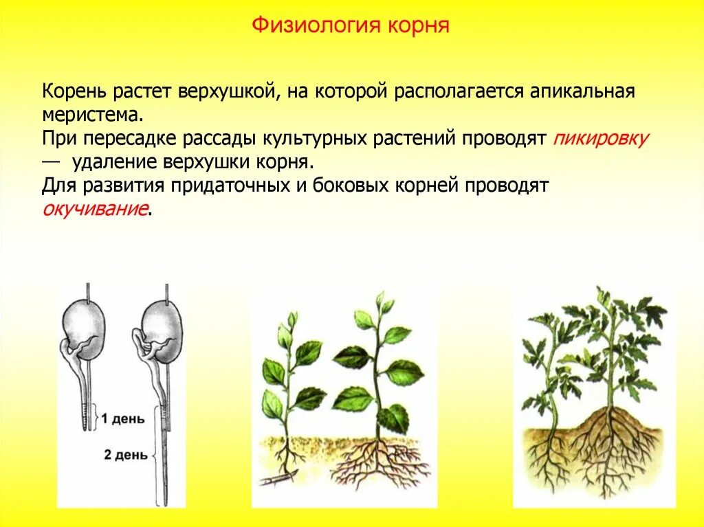 Организована корень. Пикировка корня растения. Формирование корня растения. Пикировка корня биология. Физиология растений.