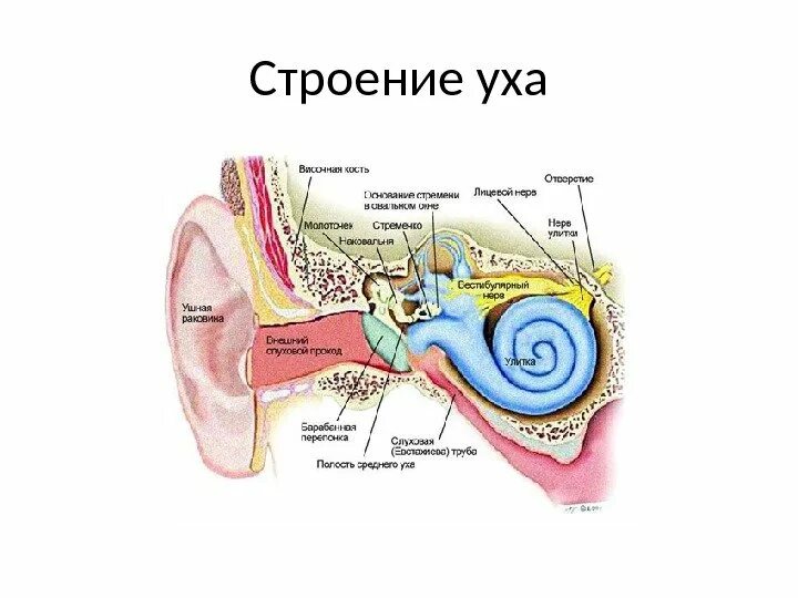 Рецепторы находятся в среднем ухе. Строение периферического отдела слухового анализатора. Барабанная перепонка строение уха. Слуховой анализатор анализатор. Евстахиева труба анализатор.