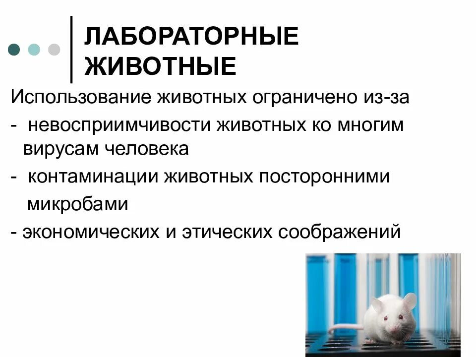 Применение животных. Лабораторные животные презентация. цели использования лабораторных животных. перечислите лабораторных животных. лабораторные животные вирусология.