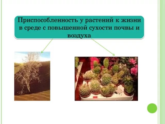 Выберите признаки приспособленности алоэ к недостатку влаги. Приспособленность растений к среде. Приспособленность растений к повышенной сухости. Приспособленность растений к окружающей среде. Приспособленность растений к средам жизни.