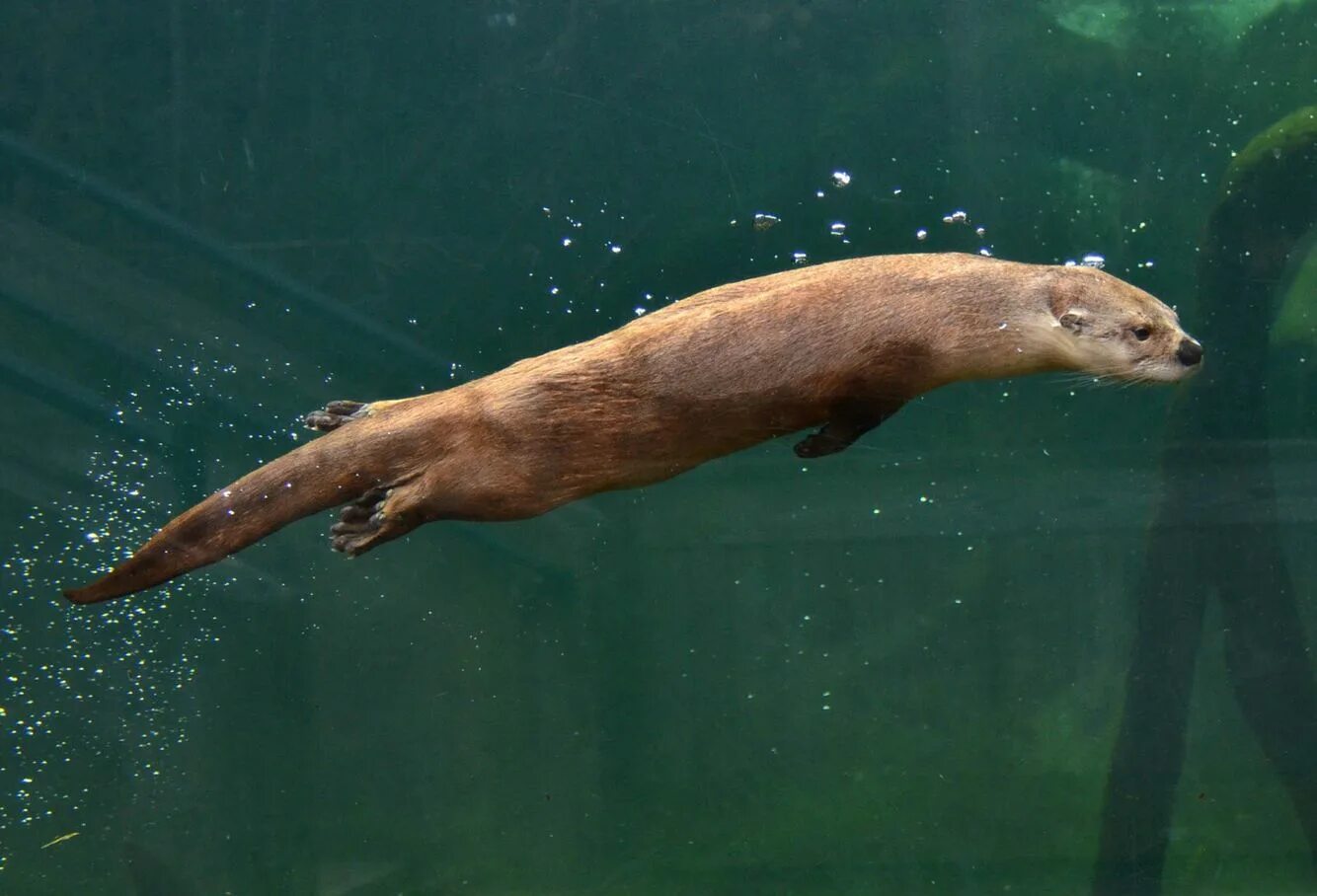 SeaWorld on Twitter Otters, Sea world, Cute creatures