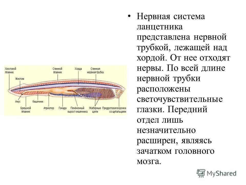 Нервная система хордовых животных представляет собой