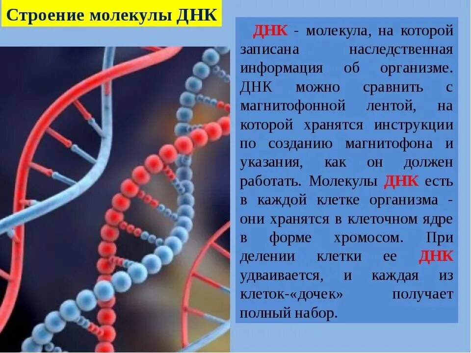 Структура ДНК человека. Строение молекулы ДНК. Молекула ДНК. ДНК сообщение. Значение молекул днк