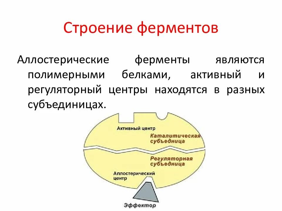 Строение и функции ферментов биохимия. Строение фермы. Структура ферментов биохимия. Строение простых и сложных ферментов. Активный центр фермента схема.