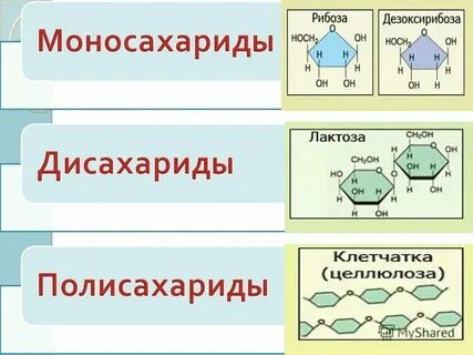 Органическая биология 10 класс