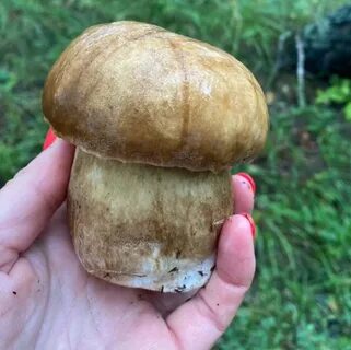 Переросший белый гриб