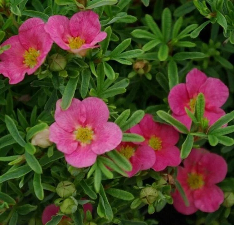 Лапчатка кустарниковая белиссима. Лапчатка кустарниковая goldfinger. Лапчатка мандарин танго. Лапчатка грандифлора. Лапчатка кустарниковая белиссимо.