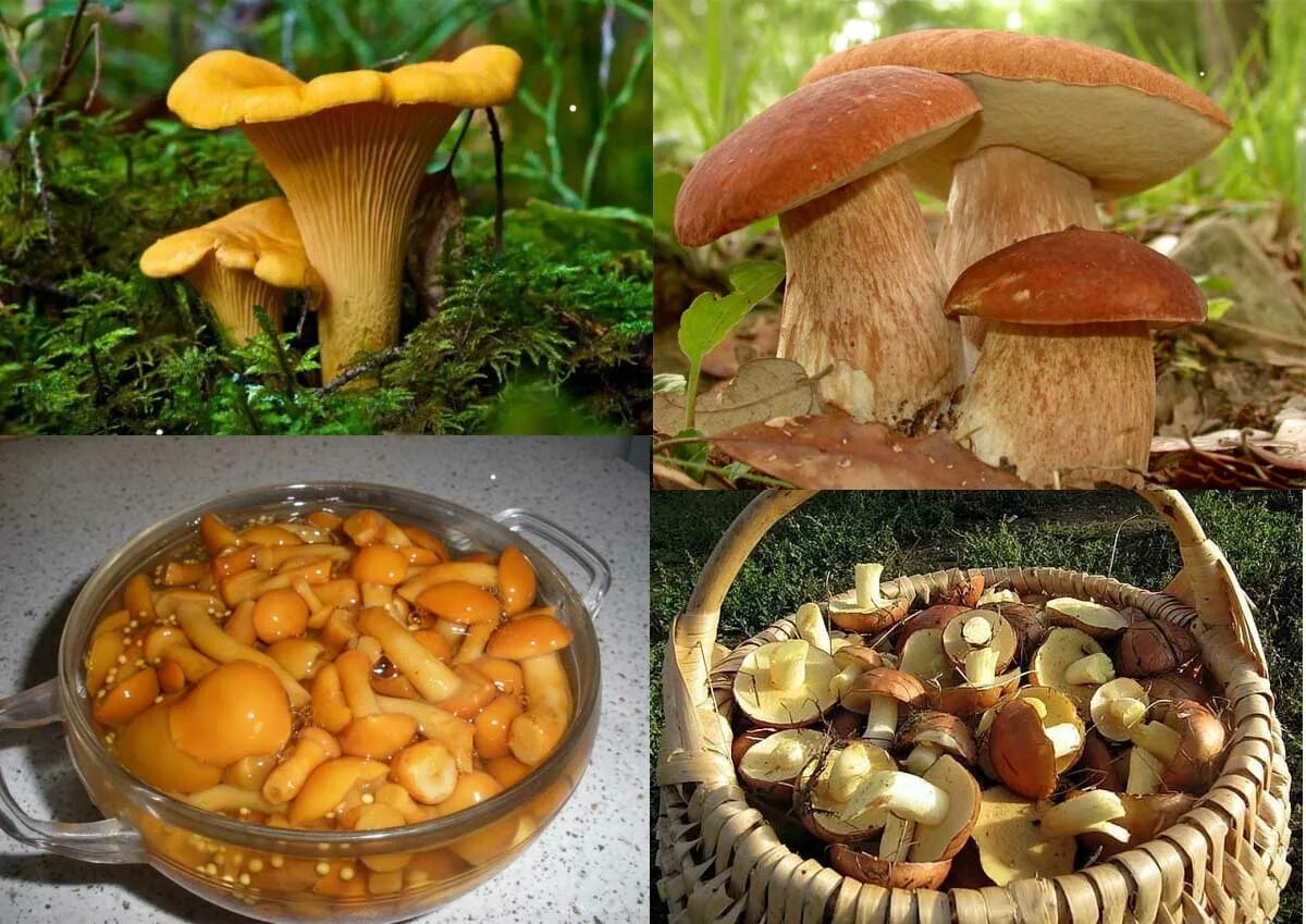 Самые ранние грибы. Ранние грибы. Первые грибы. Самые первые грибы.