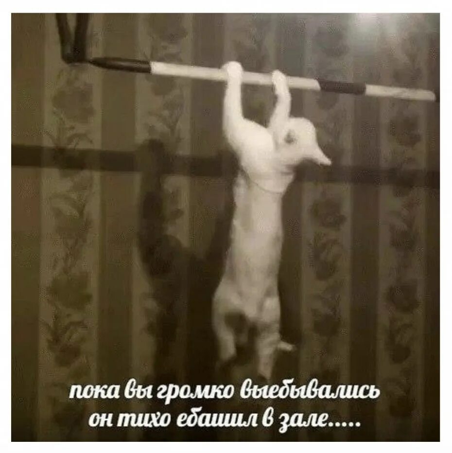 Кошка качается. Кот подтягивается на турнике. коты подтягиваются на турнике. собака подтягивается на турнике. кошка на перекладине.