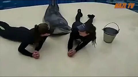 Дельфина девушка видео
