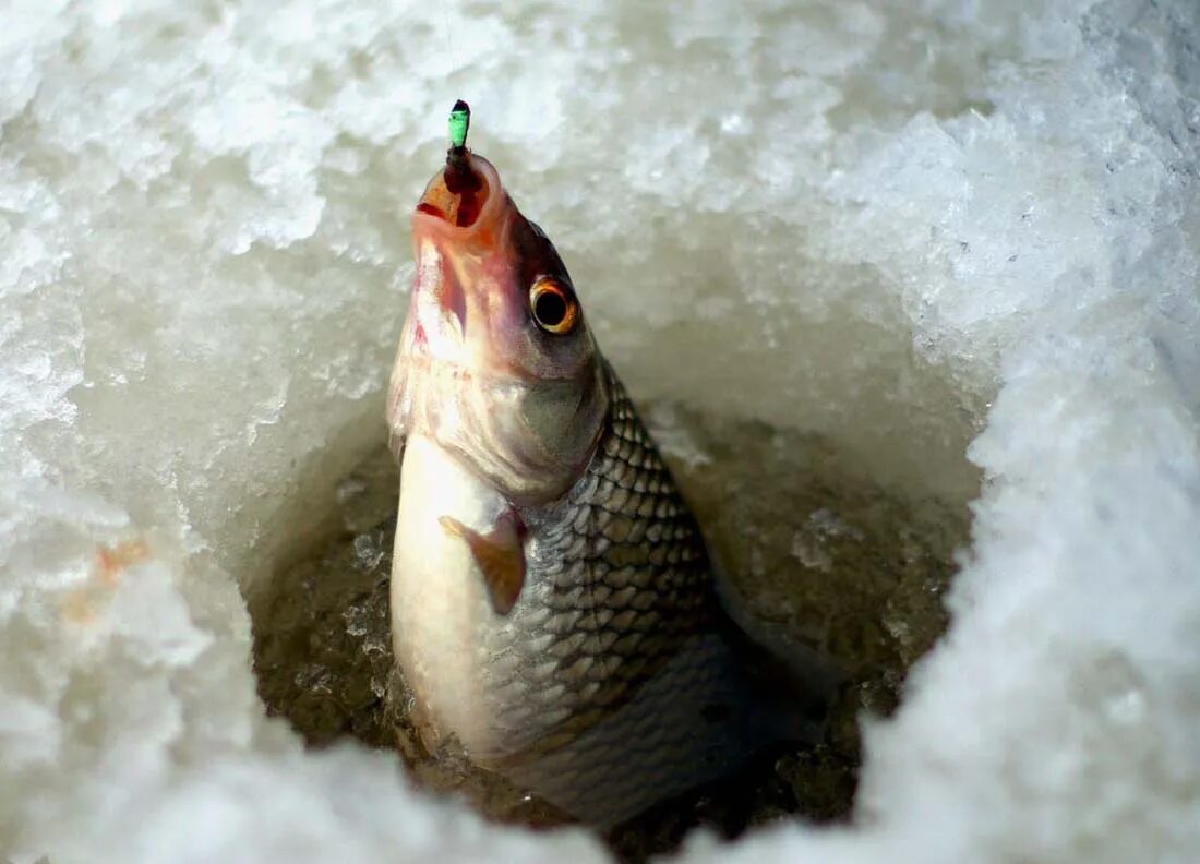 Подледный лов рыбы. Зимняя рыбалка. Ловля рыбы зимой. Плотва зимой. Зимняя рыбалка на плотву.