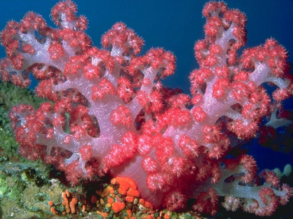 Коралловые полипы. Коралловые полипы (Anthozoa). Полип и коралловый полип. Полипы Барьерный риф. Животные и растение океанов и морей