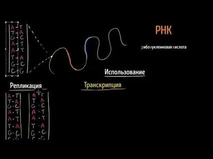 Где происходит транскрипция и трансляция