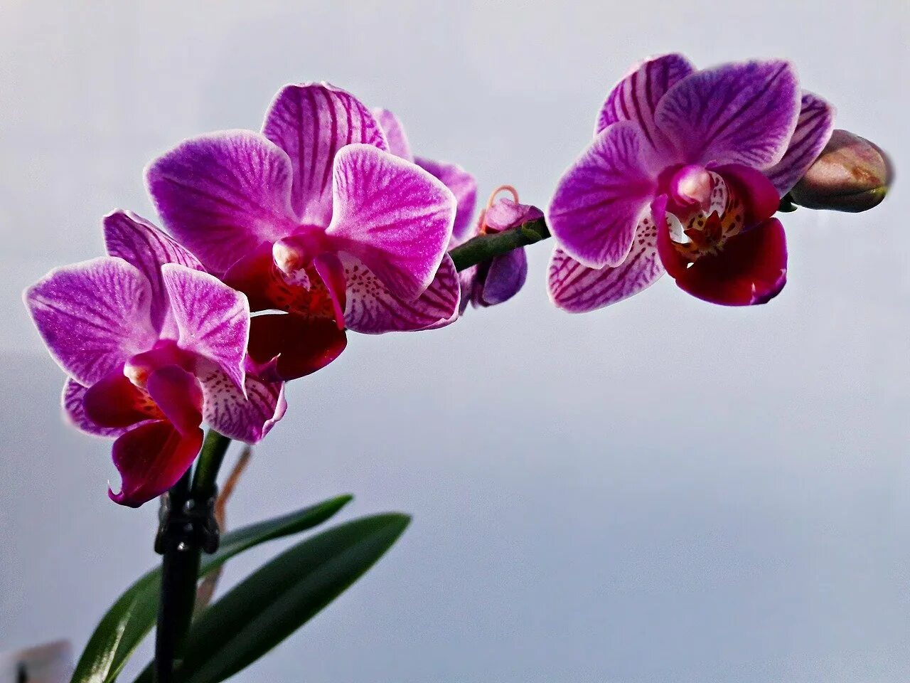 Flowers orchids. Орхидея Калипсо фаленопсис. Фаленопсис джакаранда. Сого Вивьен Орхидея. Фаленопсис Voodoo.