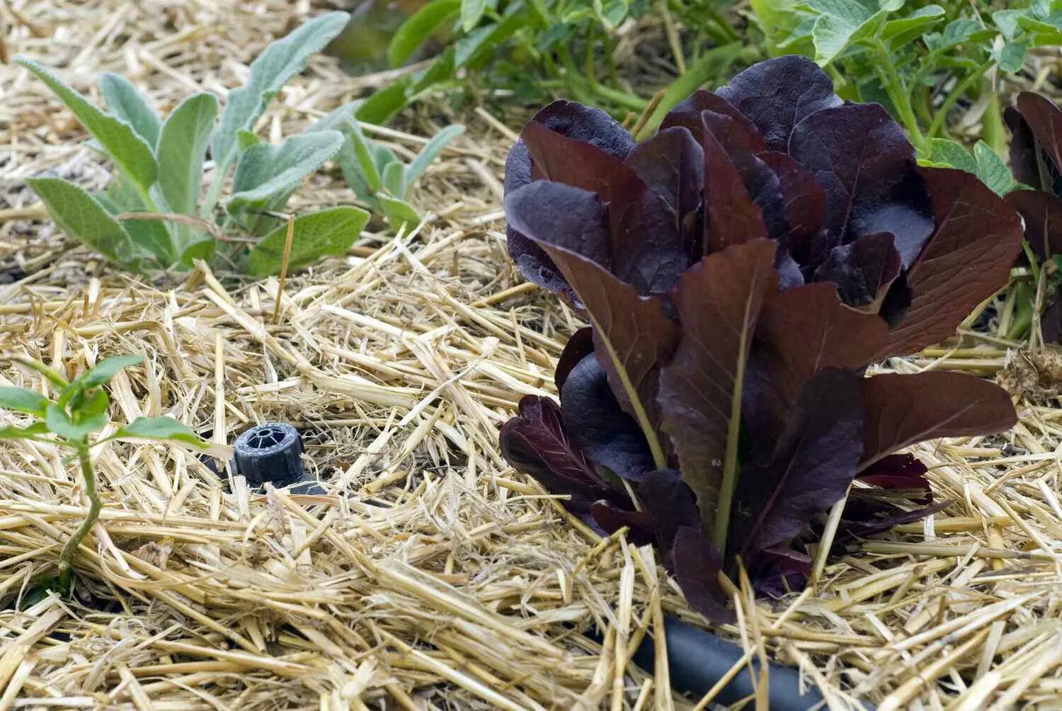 Что такое мульча. Mulch straw. мульчирование торфом. органическая мульча. агротехническое мульчирование.