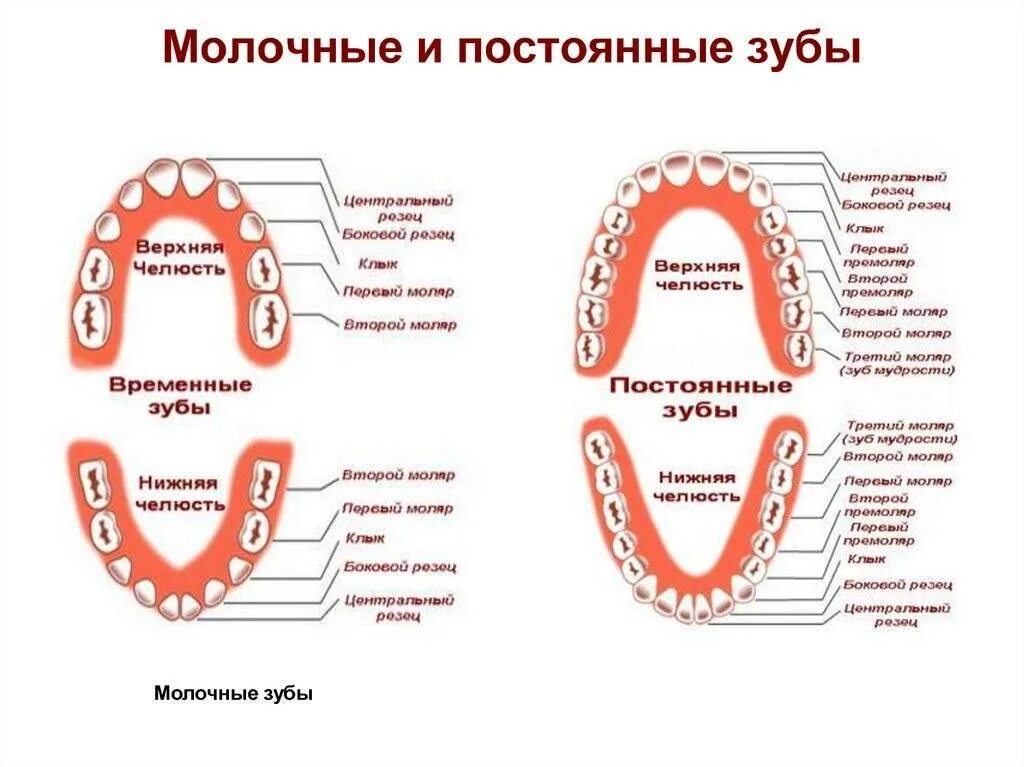 Как отличить коренные зубы от молочных. 5 Зуб снизу коренной. 4 Зуб снизу молочный или нет. Как различить молочный от постоянного зуба.