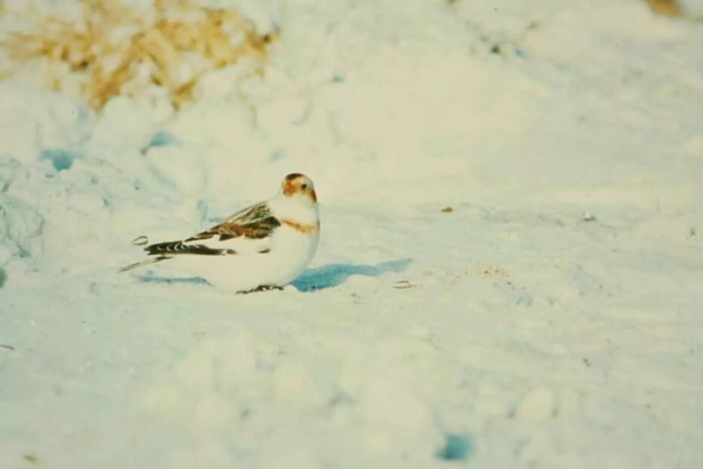 Снежная овсянка. Пуночка мёртвая. Птицы под снегом. Снежный Бантинг птица. Cold bird