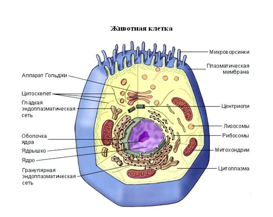 Схема клетка живая. Строение эукариотической животной клетки. Схема строения животной клетки. Строение животной клетки эукариот. Строение клетки клеточные органоиды 9 класс.
