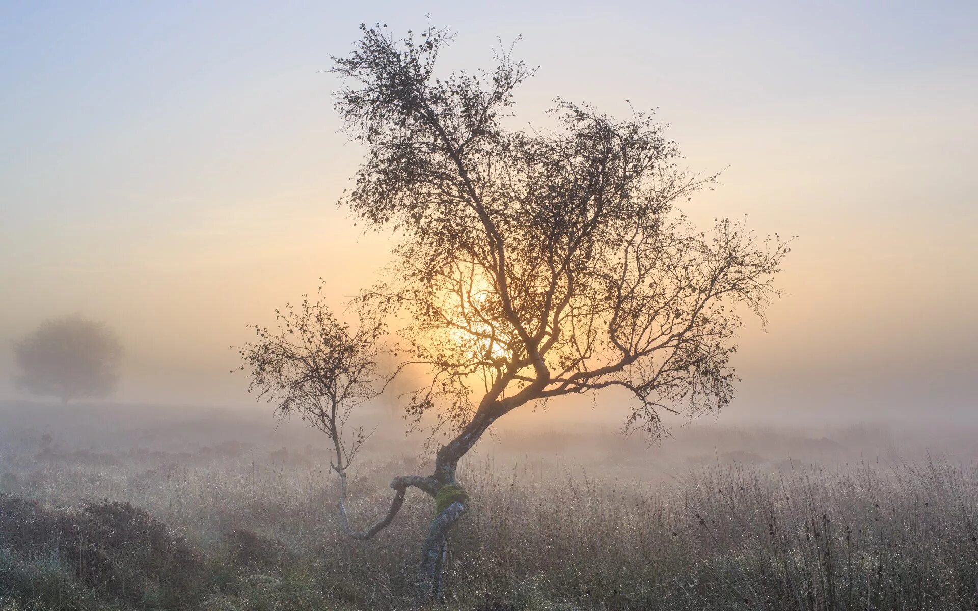 Туманный пейзаж. Дерево в утреннем тумане. Одинокое дерево. Пейзаж туман деревья.