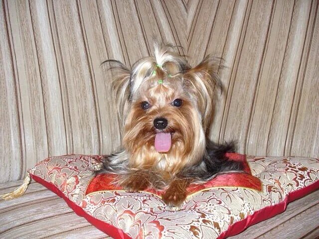 Йоркширский терьер стандарт. Купить йорка в череповце. Ершистый терьер мини. Терьер йоркширский малошерстный. Йоркширский терьер барнаул.