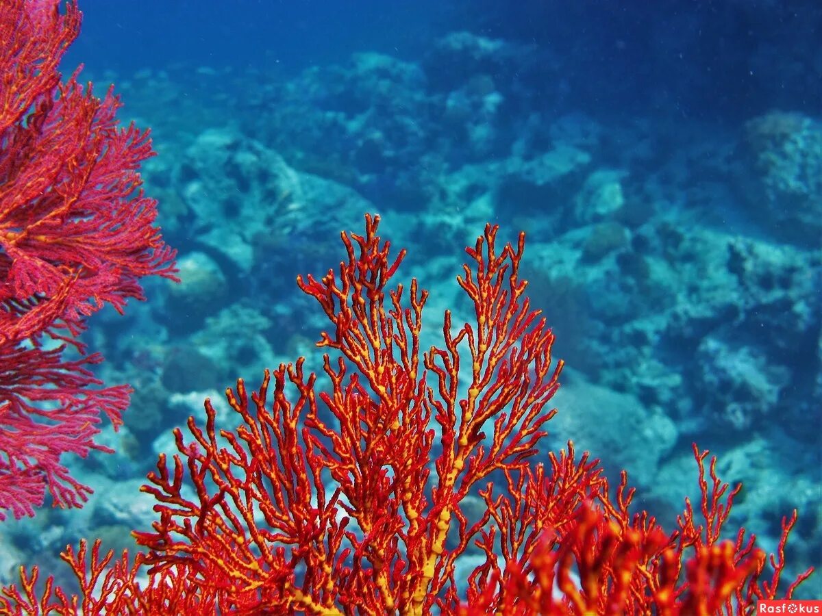 Red coral. Красный коралл Россо. Коралл Montastraea. Герматипные кораллы. Алый сардинистый коралл.