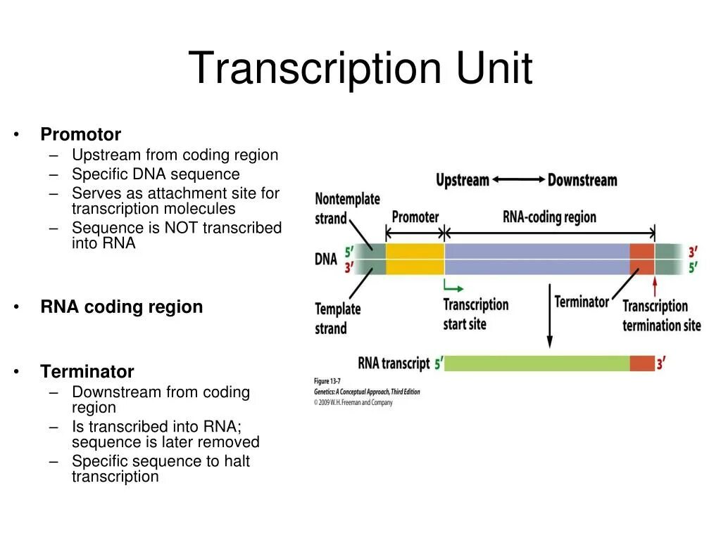 Transcription presentation. Termination Transcription. Types of Transcription. Молекула с промотором.