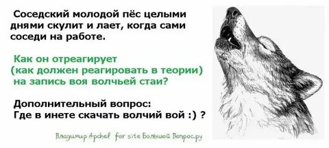 Предложение с словом волк
