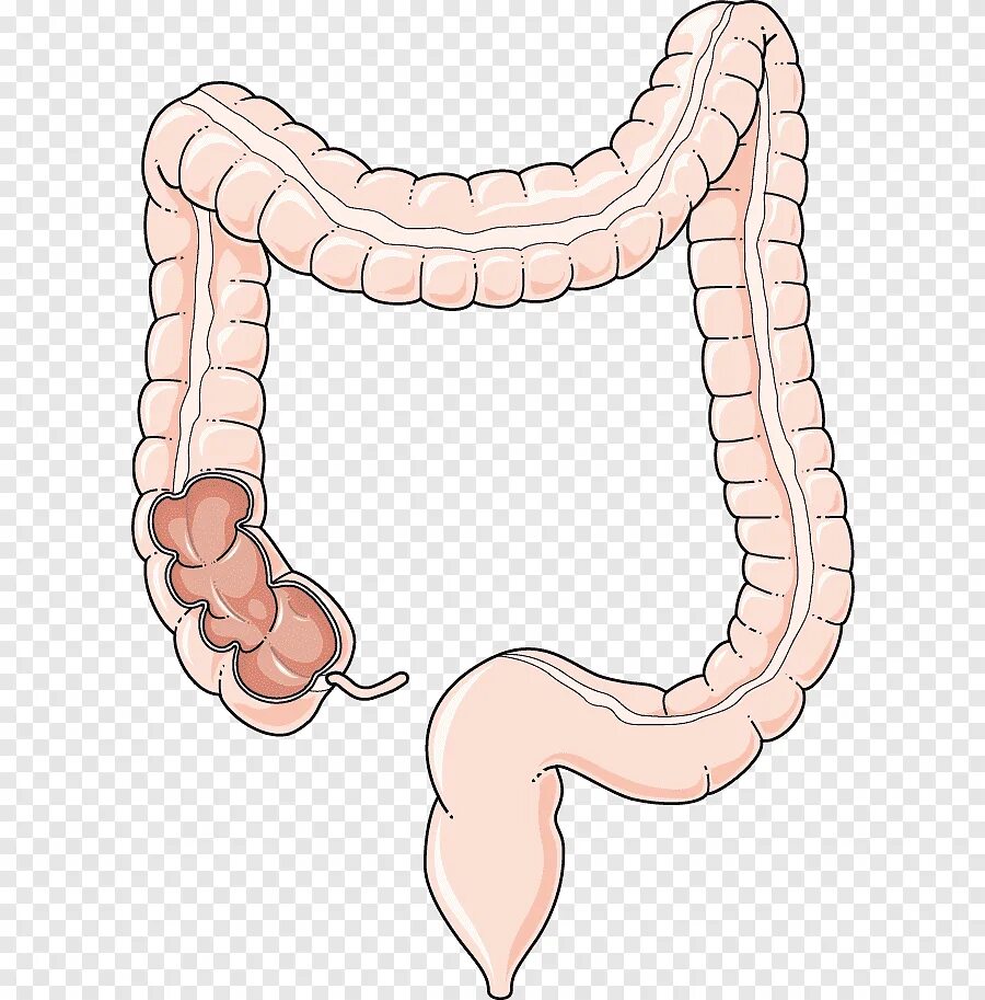 Тонкая кишка человека рисунок. Толстый кишечник человека. Толстая ободочная кишка. Толстая кишка тонкая кишка рисунок.
